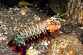 Indonesia, Komodo, Peacock Mantis Shrimp (Odontodactylus scyllarus).