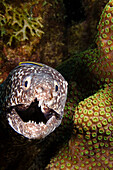 Caribbean, Bonair, Moray eel in coral reef cave ( Gymnothorax moringa).