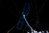Hawaii, The siphonophore, Prya dubia, feeds by casting hundreds of gossamer tentalces out to snare plankton.