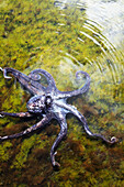 Hawaii, Day octopus (Octopus cyanea) sitting in shallow water.