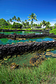 Hawaii, Big Island, Puna, Kapoho fish pond.