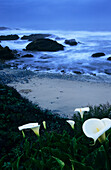 California, Pescadero, Calla lilies along coastline, Beach and ocean in background.