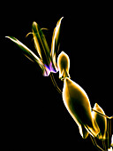 Botanical Study 1, Sheer representation of flower on black background (Photographic composition).