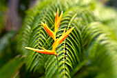 Hawaii, Maui, Single Heliconia nickeriensis in front of fern leaves, Selective focus.