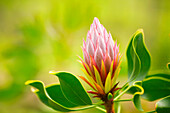 Hawaii, Maui, Nahaufnahme einer King Protea Knospe