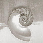 Pearl nautilus shell half showing chambers and spiral (Sepia photograph).