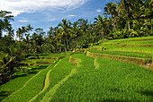 Indonesia, Bali, Rice terraces.