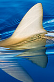Hawaii, Gray Reef Shark (Carcharhinus amblyrhynchos), Close-up of fin piercing ocean surface.