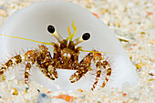 Micronesia, Yap, Hermit crab on seafloor sand (Dardanus lagopodes).