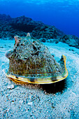 Hawaii, Horned helmet shell (cassis cornuta) capturing sea urchin on the sea floor.
