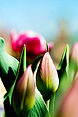 China Pink Tulips (Tulipa cultivars), Close-up of buds in garden.