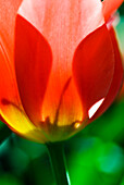 Red Tulip (Tulipa cultivars), Close-up of blossom and stem.