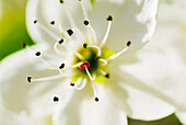 White Crocus blossom, Selective focus on stamens and pistil.