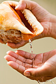 Thailand, Phuket, Womans hands pouring water from tropical seashell into hand.