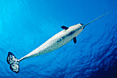 [DC], Male Narwhal (monodon monoceros) in clear blue ocean water near surface, View from below.