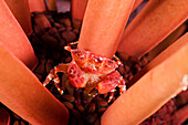 Hawaii, A female, red liomera crab, Liomera rubra, is holding a tail full of eggs in a slate pencil sea urchin (Heterocentrotus mammillatus).