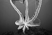 Hawaii, Day octopus (Octopus cyanea), Close-up of tentacles and suction cups (Black and white photograph).