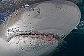 Caribbean, Bahamas, Little Bahama Bank, Lemon Shark (Negaprion brevirostris) close-up near surface.