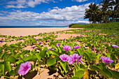 Hawaii, Maui, Kihei, Keawakapu Beach, Green leafy vines with pink flowers on shore.