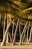 Hawaii, Big Island, Kohala Coast, Anaeho'omalu Bay, Grove of coconut palm trees at Waikoloa Beach Resort.