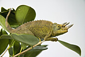 Jackson's Chameleon hanging on to green tree leaves