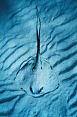 Caribbean, Grand Cayman Island, View from above of camouflaged stingray on sandy ocean floor, patterns in sand.