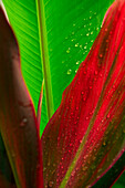 Close-up of green and red ti plants (Cordyline terminalis)