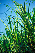 Close-up of sugar cane in field, blue skies