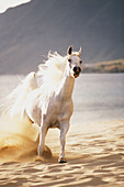 White horse galloping toward camera on beach in morning light. Blurry background