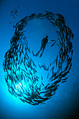 Indonesia, Bali, Tulamben, Divers swim with schooling jacks. [For use up to 13x20 only]