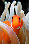 Indonesia, Komodo National park, Clownfish, Cannibal rock [For use up to 13x20 only]