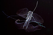 Hawaii, Close-up of comb jelly (ctenophora), a relative of the jellyfish.