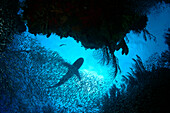 Caribbean, Bahamas, Caribbean Reef Shark [Carcharhinus perezi] viewed from below