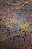 Hawaii, Big Island, Puako petroglyphs, closeup of carving