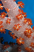 Fiji, South Pacific, soft coral, extreme close-up detail A91G