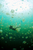 Palau, Jellyfish Lake with snorkeler in greenish water, sunburst A88F