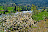 Spring landscape in the tarn valley, Aveyron, France