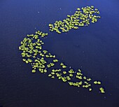 France, Indre (36), the Regional Natural Park of the Brenne, grass islands with nesting little egrets (Egretta garzetta) (aerial photographs)
