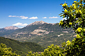 Bergpanorama mit Edelkastanie, Castanea sativa, Cilento Nationalpark, Cilento, Kampanien, Süditalien, Europa