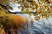 Templiner See im Herbst, Potsdam, Land Brandenburg, Deutschland