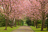 Allee of cherry trees, Dortmund, North Rhine-Westphalia, Germany
