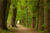 Alley of oak trees, Aukrug nature reserve, Schleswig-Holstein, Germany