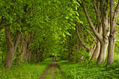 Alley of lime trees, Holsteinische Schweiz, Schleswig-Holstein, Germany