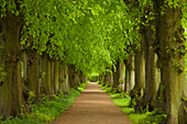 Allex of lime trees, Ploen castle gardens, Holsteinische Schweiz, Schleswig-Holstein, Germany