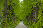Alley of lime trees, Holsteinische Schweiz, Schleswig-Holstein, Germany