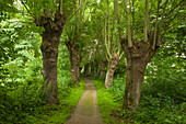 Alley of ash trees, Leinebergland, Lower Saxony, Germany
