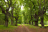 Alley of lime trees, Thuringia, Germany