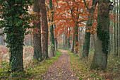 Alley of oak trees, Oldenburger Munsterland, Lower Saxony, Germany