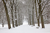 Alley of lime trees, Dortmund, North Rhine-Westphalia, Germany