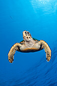 Hawksbill Sea Turtle, Eretmochelys imbricata, Elphinstone, Red Sea, Egypt